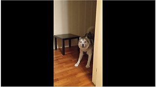 Husky successfully plays peekaboo with owner