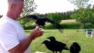 Orphaned baby crows noisily demand food at incredible rate