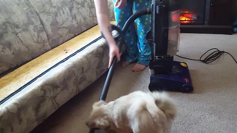 Small Dog Attacks Vacuum Cleaner