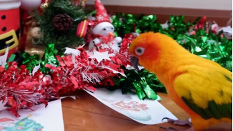 Parrot Help Wrap Christmas Presents