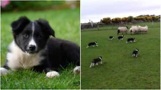 Cuccioli di border collie imparano a guidare le pecore