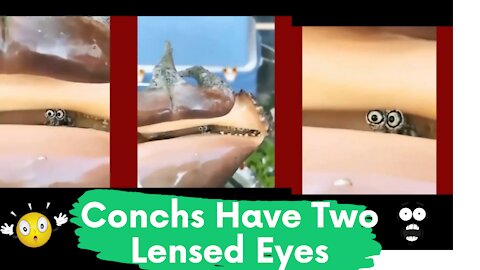 Conchs Have Two-Lensed Eyes At The end Of Stalks | Nature Id Full Of Surprises