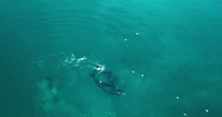 Imagens de drone mostram a migração das Baleias-franca-austral