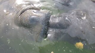 Rescued manatees adorably kiss each other