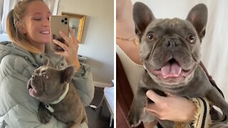 French Bulldog makes the most hilarious noises for the camera