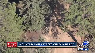 Mountain lion attacks child in Bailey