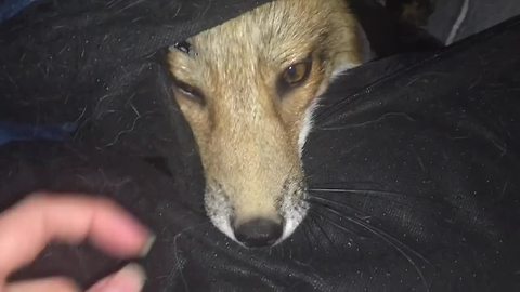 Pet Fox Is Asked To Go Outside But She Doesn't Want To