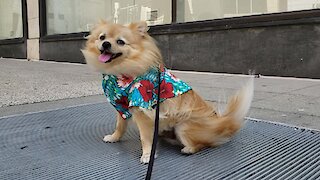 Hilarious Pomeranian finds love with street vent