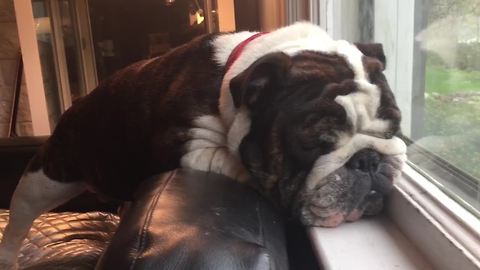 Bulldog falls asleep standing up