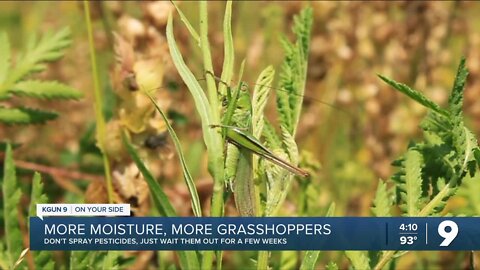 Grasshoppers invade Southern Arizona
