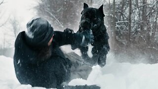 Cane Corso Fight In Snow Storm - QUICKLY Tire Out Any Dog 😡