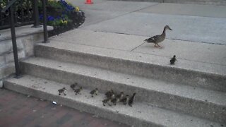 Ducklings adorably follow mom up steps - watch for the last one!