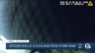 North Canton officers rescue 12 ducklings from storm drain