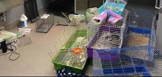 Las Vegas animal shelter in crisis: The Animal Foundation Part 5