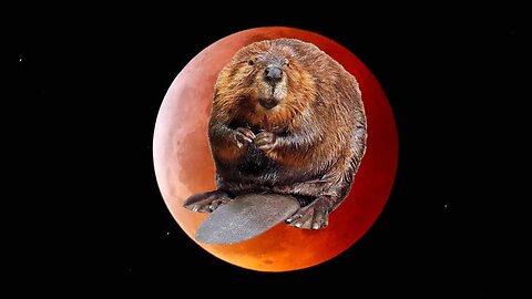 11-8-22 The Dark, Bloody Red, Beaver Moon Is Upon Us!