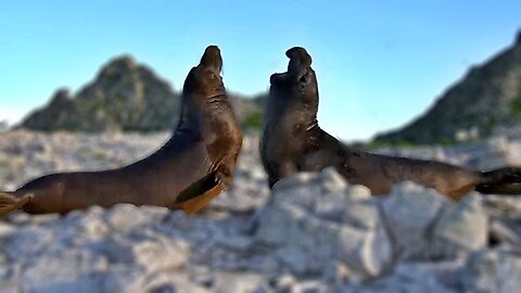 Northern Elephant Seals fighting