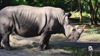Rhinos wear fitness trackers at Walt Disney World