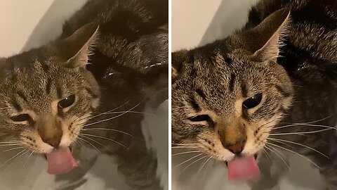 Cat drinks water while fully submerged in bathtub