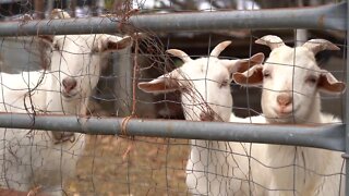 East Lansing residents might soon be allowed to have goats and ducks