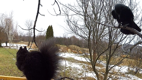 Wild Crow Actually Speaks To Squirrel At Bird Feeder