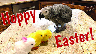 Talking parrot enjoys a very Happy Easter!