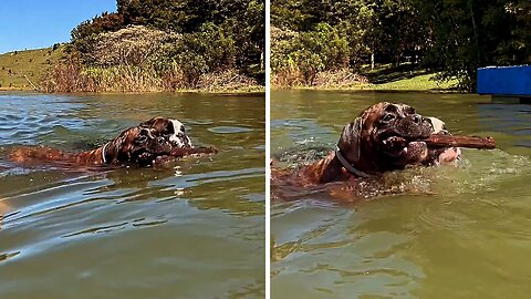 Boxers vs. Retriever in a Thrilling Lake race!