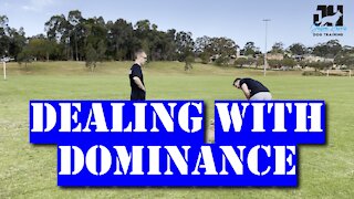 Dealing with dominance #dogtraining