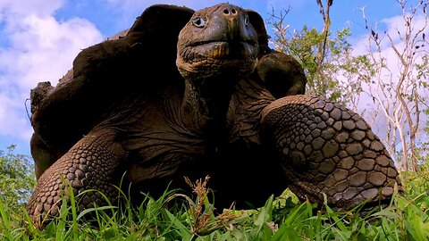 Giant Galápagos tortoise provides up-close footage of its underbelly