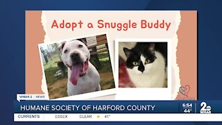 Humane Society of Harford County
