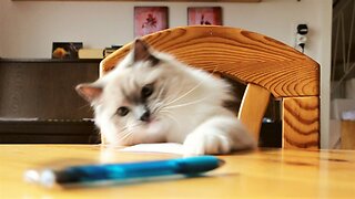 Rude Cat Repeatedly Knocks Pens Off Table