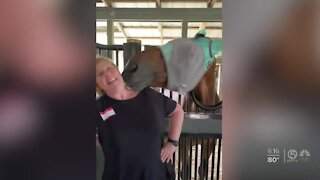 Horse therapy for health care workers