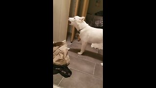 Funny Dog Howls Every Time Owner Takes Bath