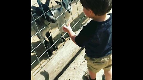 Toddler loves goats