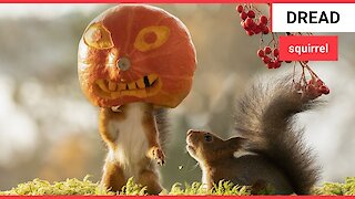Photographer captures cheeky squirrels getting in the Halloween spirit