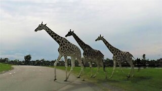 Giraffes and rhinos casually cross the road in front of traffic