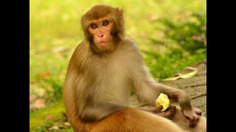 Watch the monkey eating the apple