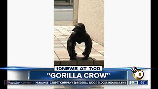 Video shows a "Gorilla Crow?"