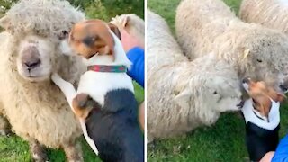 Dog loves his sheep, can't stop kissing them