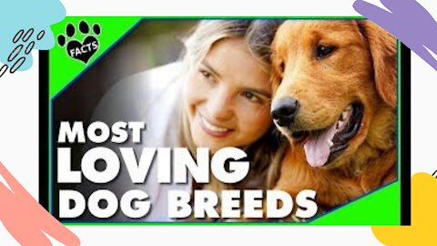 Best Dog Breeds for Cuddling | Funny Cute Video | Dog Love Their Owner