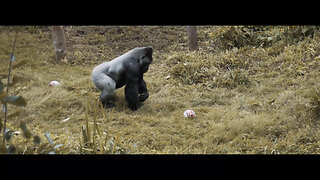 Gorilla spotted playing rugby