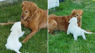 New puppy addition meets family dog for the first time
