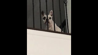Screaming French Bulldog Will Have You In Stitches