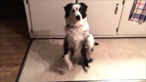 Clever pup plays Simon Says like a pro!