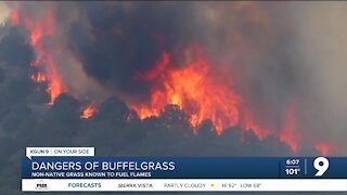 Dangers of buffelgrass during wildfire season
