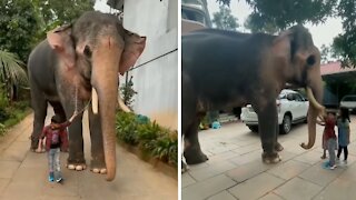 Kids play with very friendly elephant