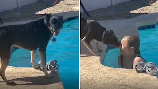 Dog goes full lifeguard mode when owner jumps in pool