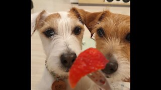 Smart Jack Russells raise their hands for strawberry treats