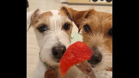 Smart Jack Russells raise their hands for strawberry treats
