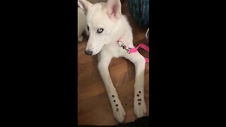 4-month-old husky already has mastered the "leave it" trick