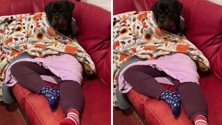 Blanket illusion turns this woman into a rottweiler